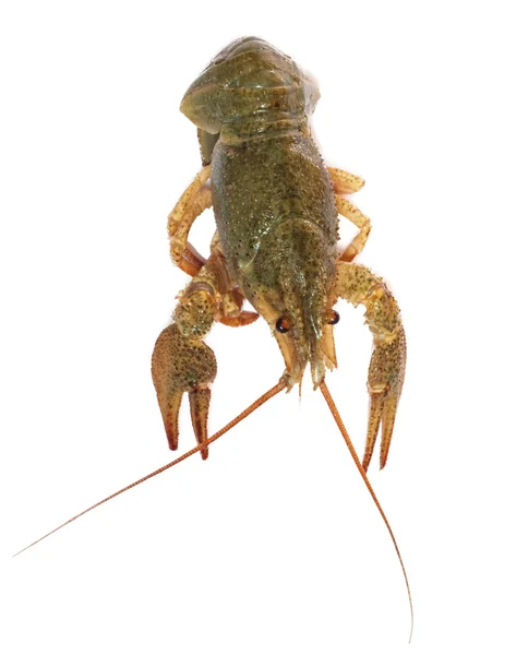 Crawfish on white background — Stock Photo, Image