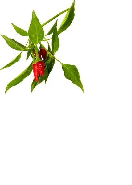 Lilla röda varma hawaiian chile peppar — Stockfoto