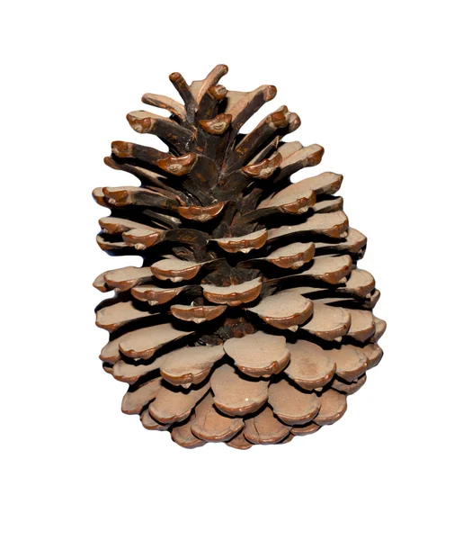 Cedar cone isolated on white background — Stock Photo, Image