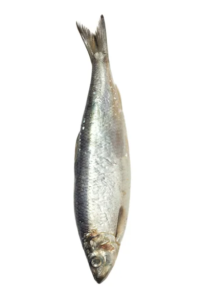 Ikan haring asin pada latar belakang putih — Stok Foto