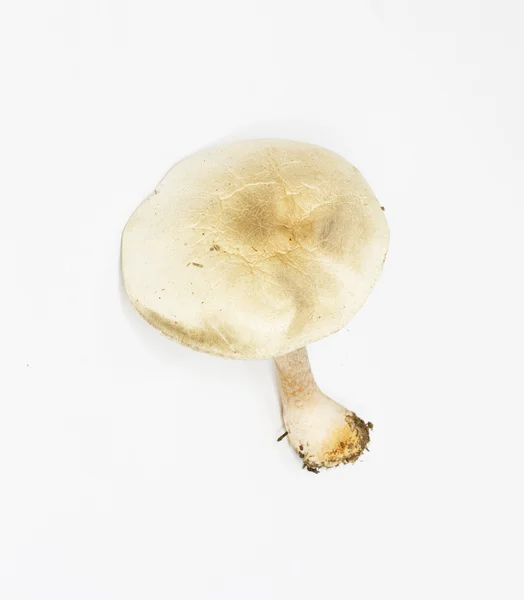 창백한 버섯 — 스톡 사진