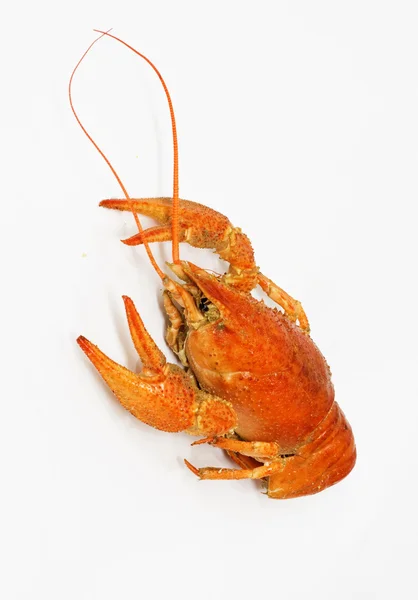 Un grand homard rouge cuit sur blanc — Photo