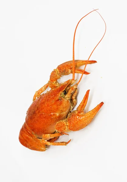 Duży gotowane czerwony homar nad białym — Zdjęcie stockowe