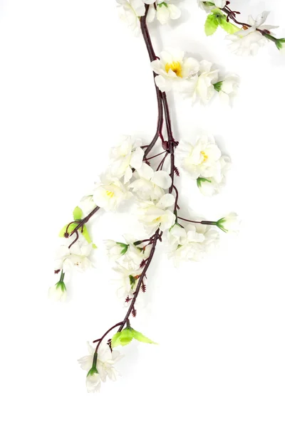 Flor de cerezo de primavera sobre el fondo blanco —  Fotos de Stock