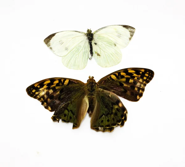 Дві красиві тропічні метелики ізольовані в білому — стокове фото
