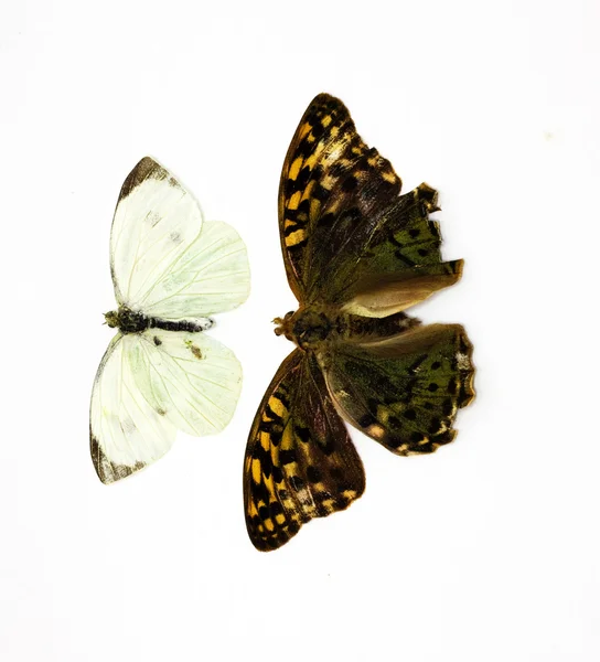 Dos hermosas mariposas tropicales aisladas en blanco —  Fotos de Stock