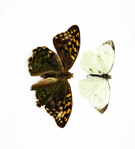 Dvě krásné tropických motýlů izolované v bílém — Stock fotografie