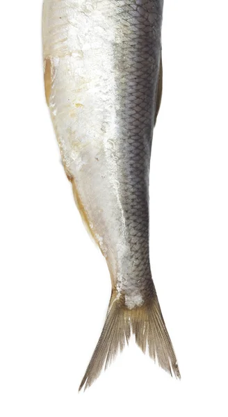 在白色背景上的尾巴咸鲱鱼 — 图库照片