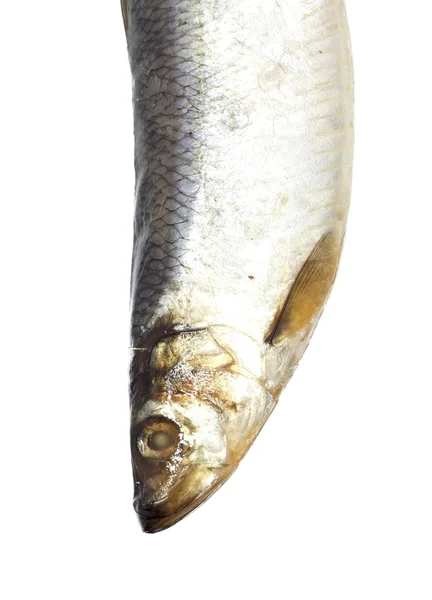 Beyaz zemin üzerine kafa tuzlu ringa balığı — Stok fotoğraf