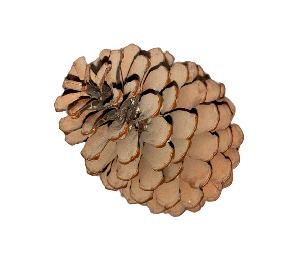 Cone de cedro isolado no fundo branco — Fotografia de Stock