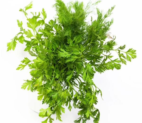 Dill and parsley are shown in the picture. — Stock Photo, Image