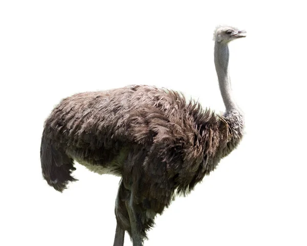 Ostrich on white background — Stock Photo, Image