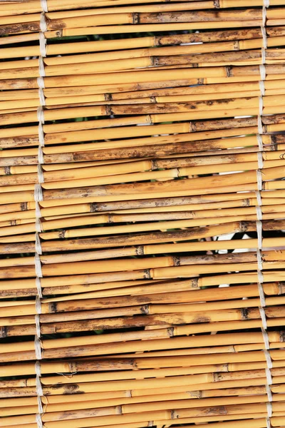 Textura de cana — Fotografia de Stock