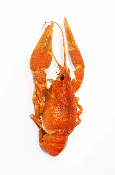 白色背景下的红色小龙虾 — 图库照片