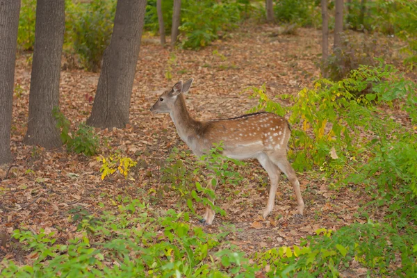 Dítě jeleni v lese. Bandhavgarh. Indie. — Stock fotografie