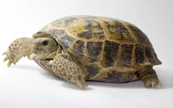 Tortoise isolated on white background — Stock Photo, Image