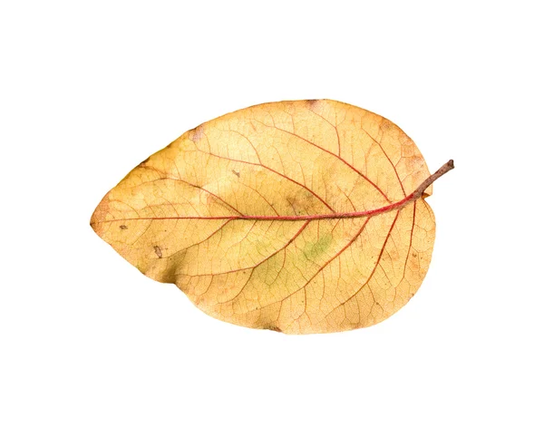 Folhas de outono amarelas em um fundo branco — Fotografia de Stock