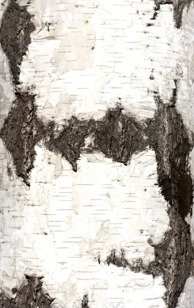 白樺の樹皮の質感、背景, — ストック写真