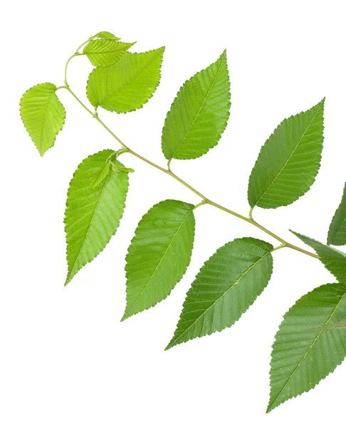 Folhas pequenas verdes no fundo branco — Fotografia de Stock