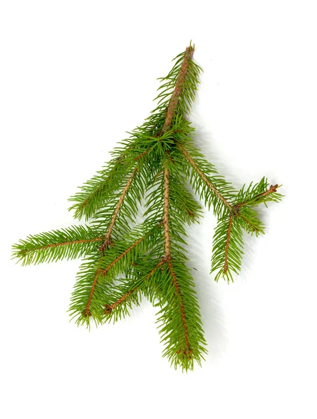 Christmas green framework isolated on white background — Stock Photo, Image