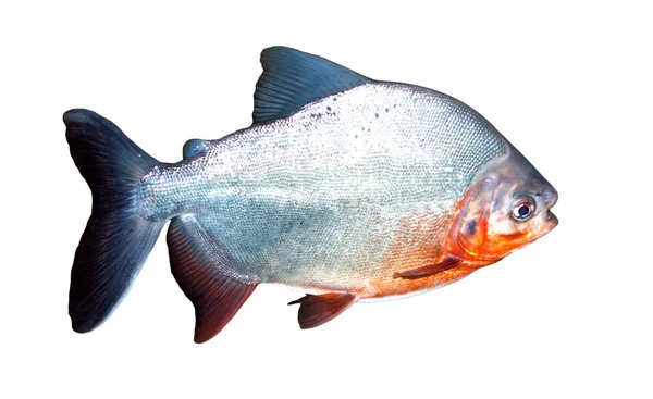 ピラニア魚 — ストック写真