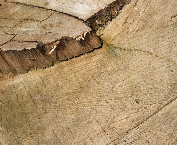 Trä textur. Det går att använda som bakgrund. — Stockfoto