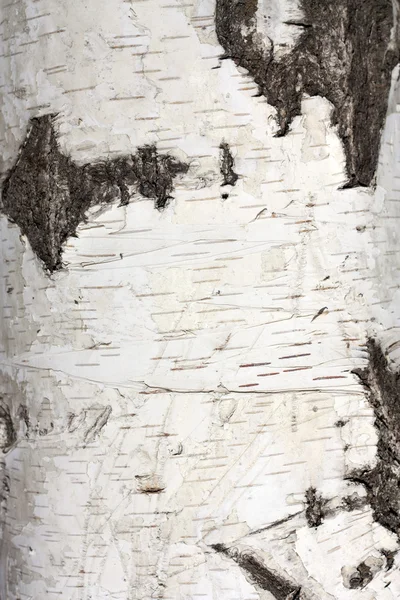 Textur av björk bark, bakgrund — Stockfoto