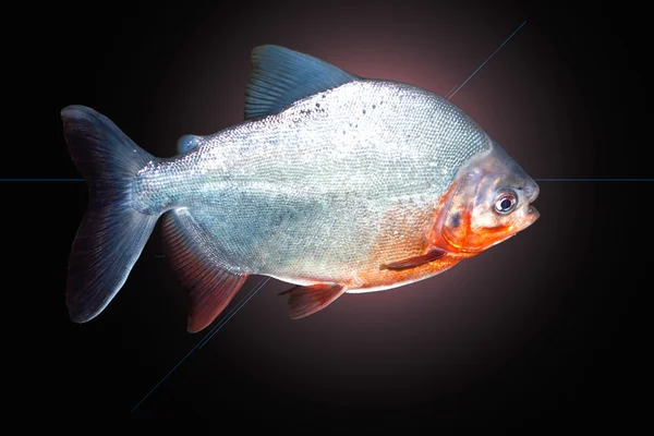 Pesce piranha — Foto Stock