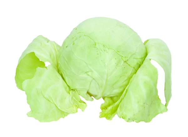 被白色背景隔离的绿色卷心菜. 图库图片
