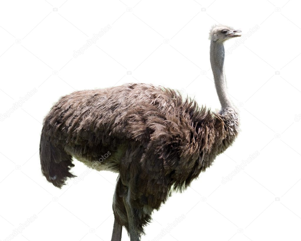 Ostrich on white background