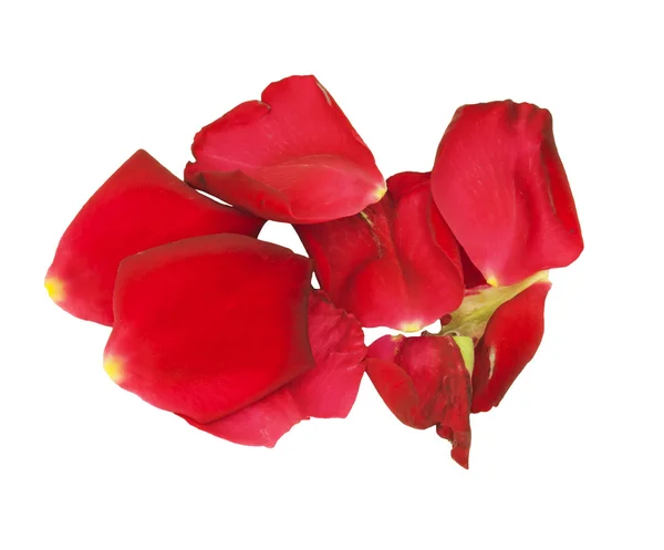 Rose petals isolated on white — Stock Photo, Image