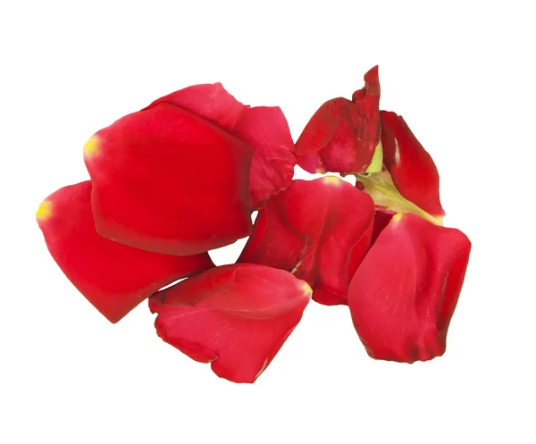 Rose petals isolated on white — Stock Photo, Image