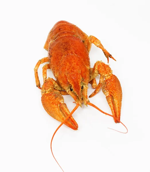 Red crawfish on white background — Stock Photo, Image