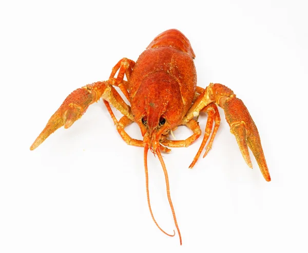 Lobster merah besar yang dimasak di atas putih — Stok Foto