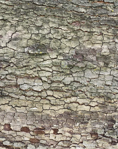 Cortex de l'aulne avec lichen - texture — Photo