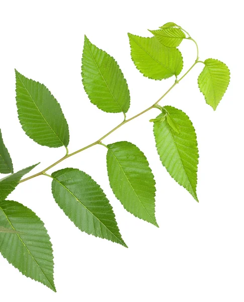 Зелене маленьке листя на білому тлі — стокове фото