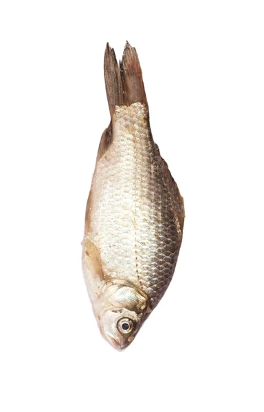 흰 배경에 있는 물고기 — 스톡 사진