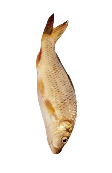 白い背景で隔離の鯉 — ストック写真