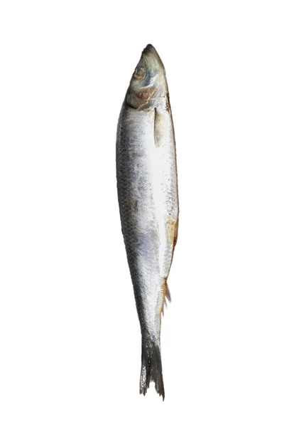 Ringa balığı. beyaz zemin üzerinde farklı gıda resim serisi — Stok fotoğraf