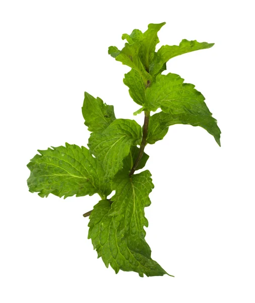 Mint on a white background — Stock Photo, Image
