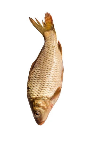 Carpa di pesce fresco su sfondo bianco — Foto Stock