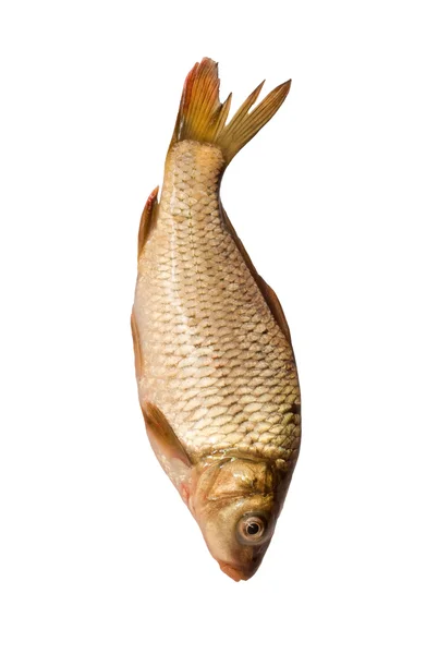 Carpa de peixe fresca sobre um fundo branco — Fotografia de Stock