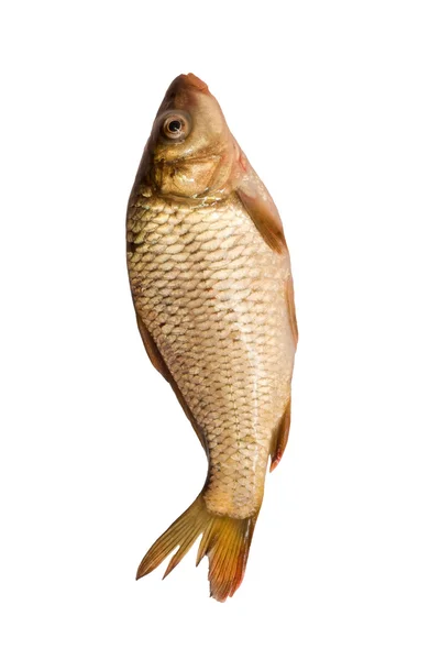 Färsk fisk karp på en vit bakgrund — Stockfoto
