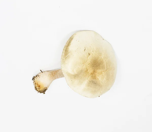 Pale toadstool — Stock Photo, Image