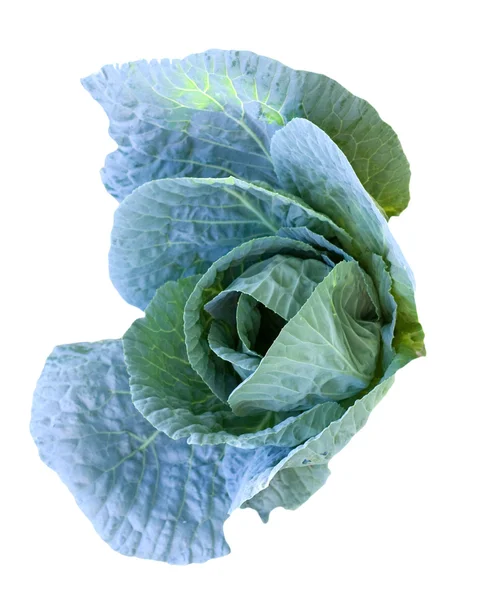 Kohlkopf wächst auf dem Gemüsebeet — Stockfoto