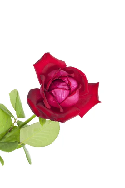 Czerwona róża izolowana na białym tle — Zdjęcie stockowe