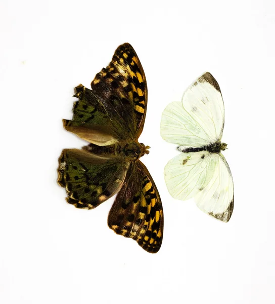 Två vackra tropiska fjärilar isolerade i vitt — Stockfoto