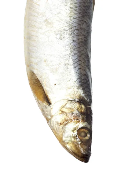 在白色背景上的头咸鲱鱼 — 图库照片