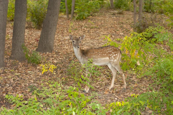 Kind des Rothirsches aus Holz. bandhavgarh. Indien. — Stockfoto