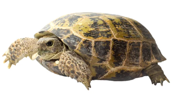 stock image Tortoise isolated on white background